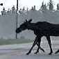 8-legged-moose