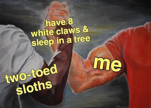 8-white-claws-sleep-in-tree-sloth-me