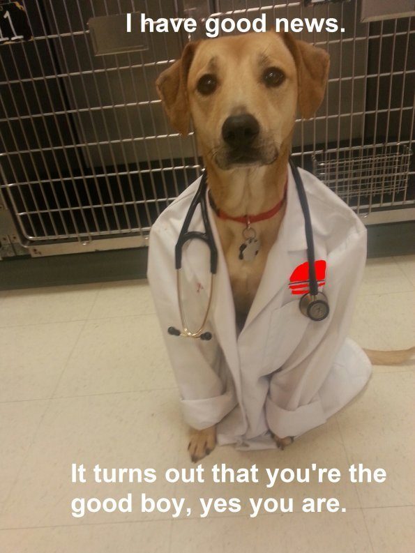 Dog-doctor-has-good-news-good-boy