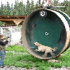 alaskan_husky_on_giant_hamster_wheel