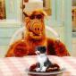 alf-eating-cat
