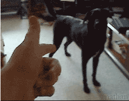 bang-dog-trick