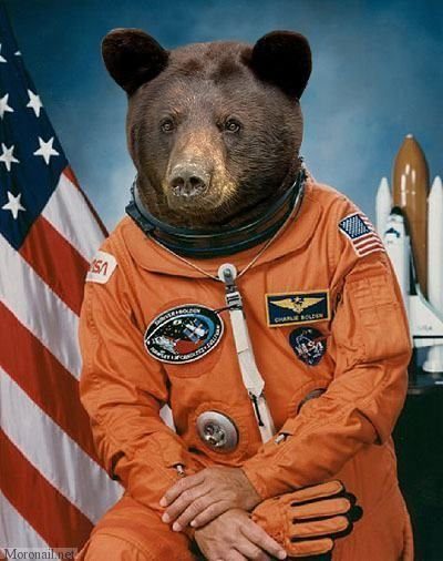 bear-astronaut-bearstronaut