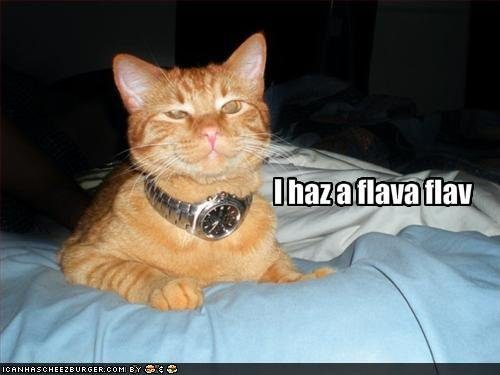 bling-cat-has-flavor