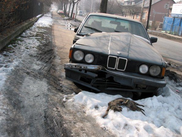 bmw_vs_cat