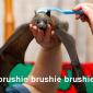 brushie-bat