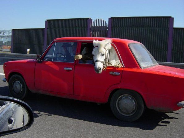 carhorse