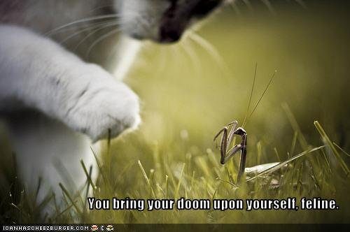 cat-battles-preying-mantis