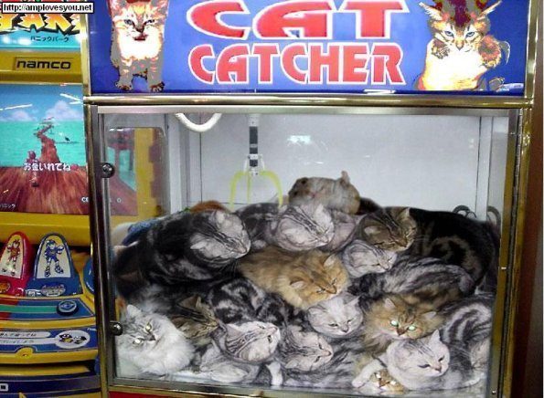 cat-catcher