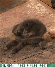 cat-it-was-you-the-entire-time-standing