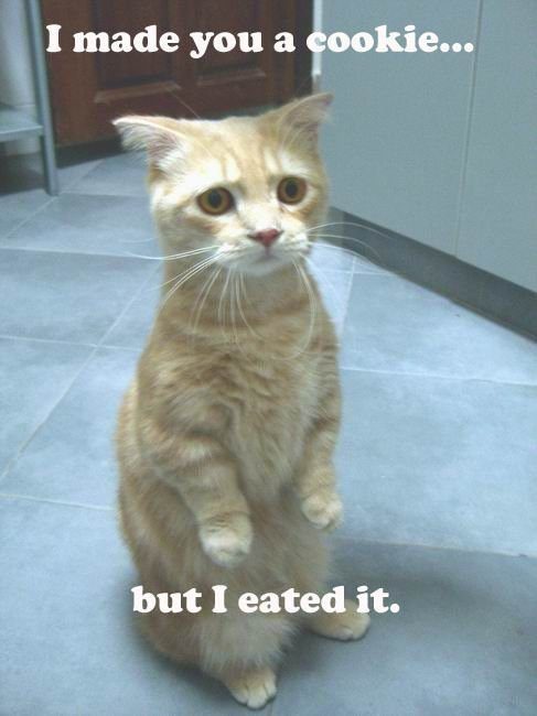 cat-made-cookie-but-ate-it