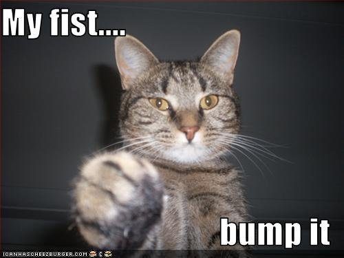 cat-offers-fist