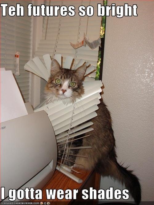 cat-wears-shades