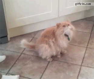 cat_ham_fail
