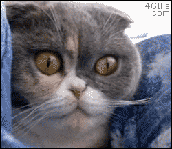 cats-eyes-dialate