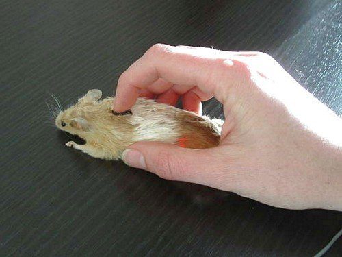 computer_mouse_using_a_real_dead_mouse_4