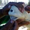 cyclops-shark