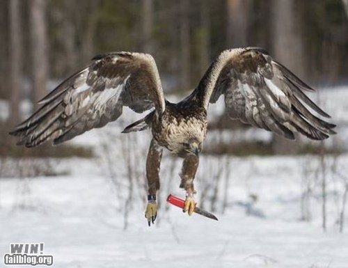 deadly-predator-win-knife-bird