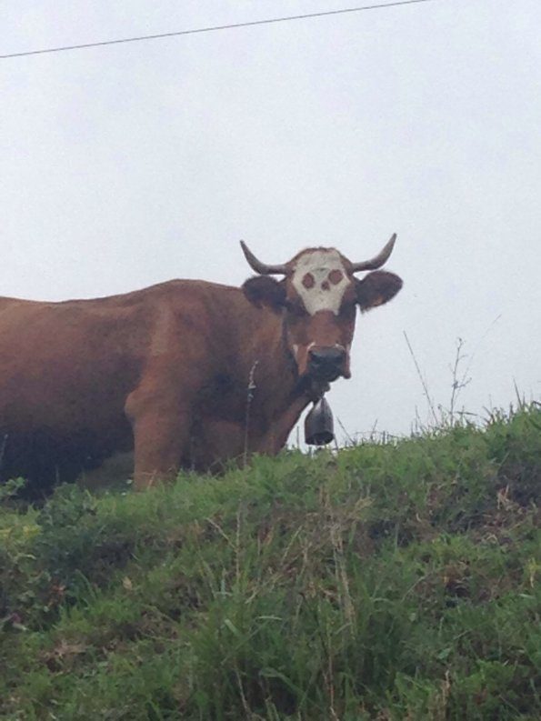 death-of-cows-discworld