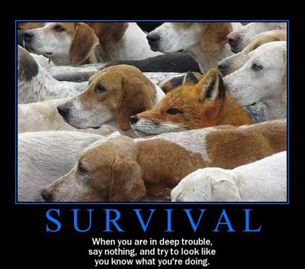 demotivational-survival