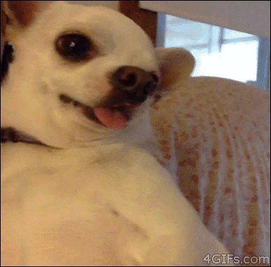 dog-attacks-camera