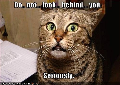 dont-look-behind-cat