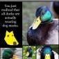 duck-dog-mask