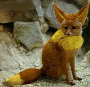 eevee-real-pokemon