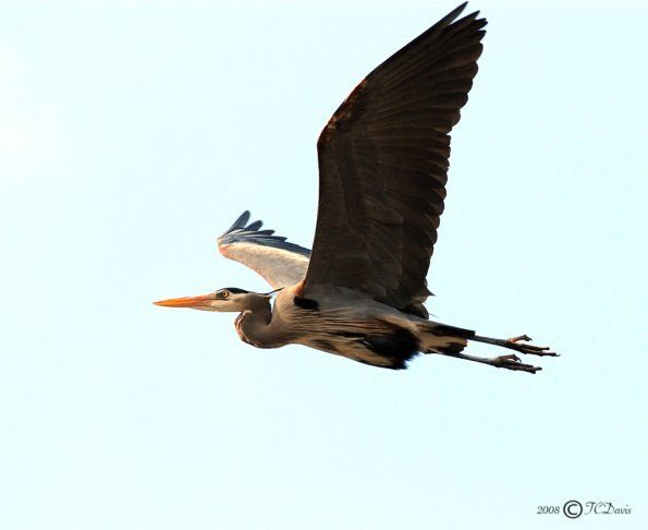 flying_heron