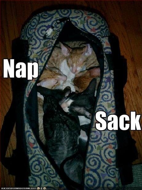 funny-pictures-your-cats-have-a-nap-sack