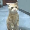 funny_cat_pictures_47