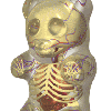 gummi_bear_anatomy_spin_by_freeny