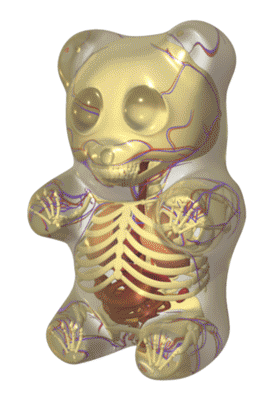 gummi_bear_anatomy_spin_by_freeny