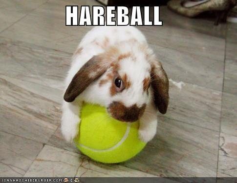 hareball-tennis