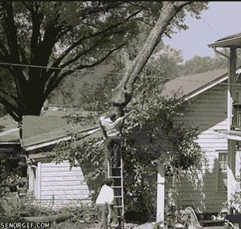how-not-to-cut-down-a-tree