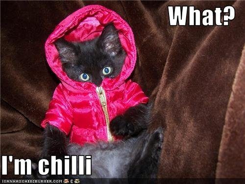 kitten-wears-coat