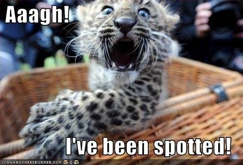 leopard-has-been-spotted