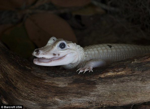 leucistic-white-gator