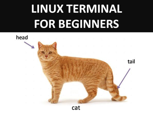 linux-terminal-beginner-cat-head-tail