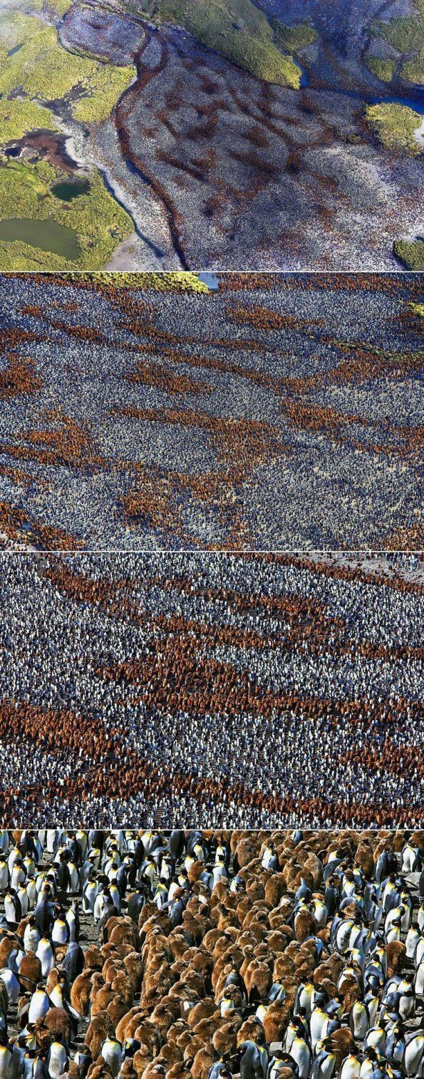 lots-of-penguins
