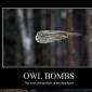 owl-bombs