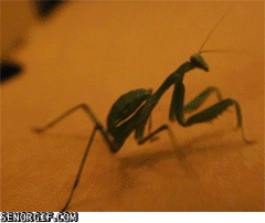 praying-mantis-lol