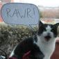 rawr-paper-caption