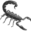 scorpion