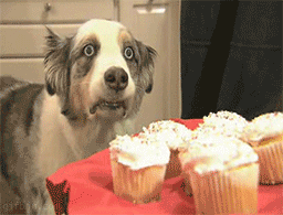 shell-shocked-dog