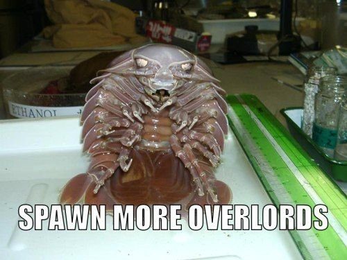 spawn-more-overlords