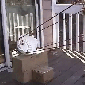 squirrel-catapult