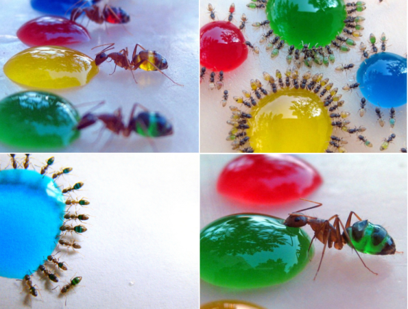 sugar-water-food-coloring-ants