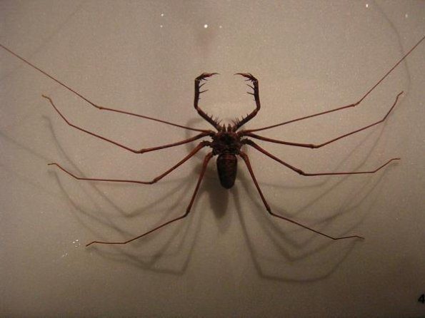 the-arachnid-of-doom