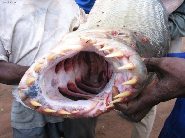 the-fish-of-doom-three